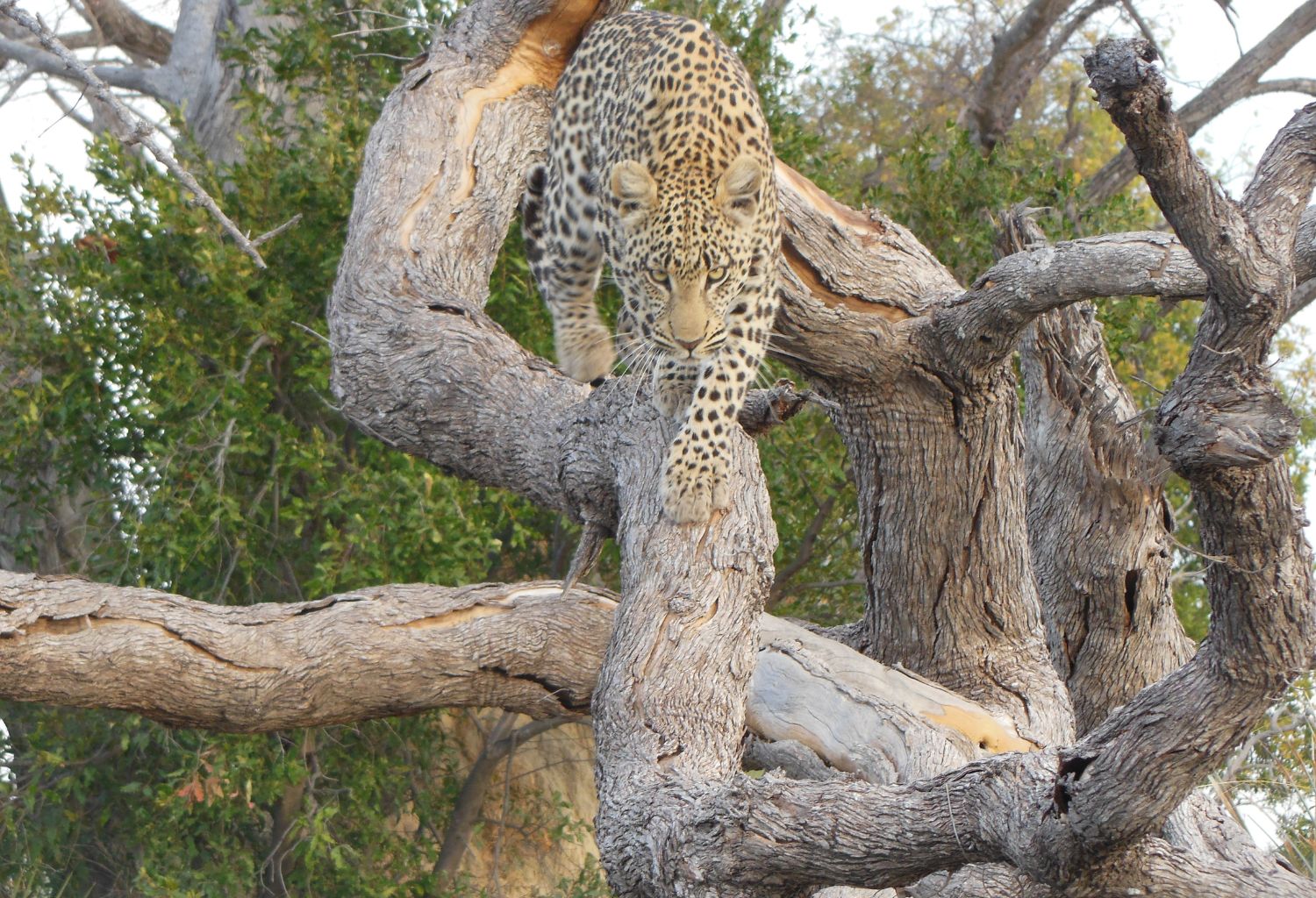 leopard botswana