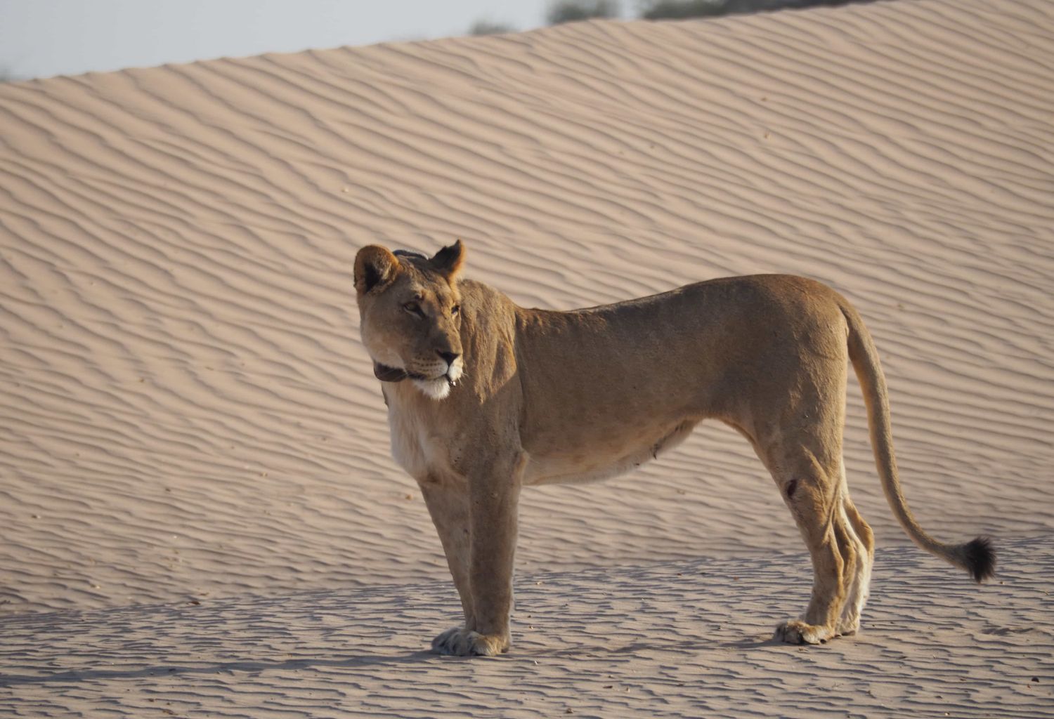 leopardo sud africa (1)