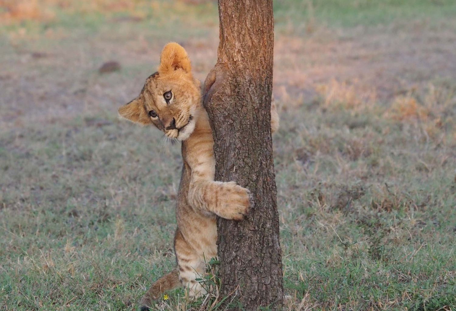 leopardo sud africa (2)