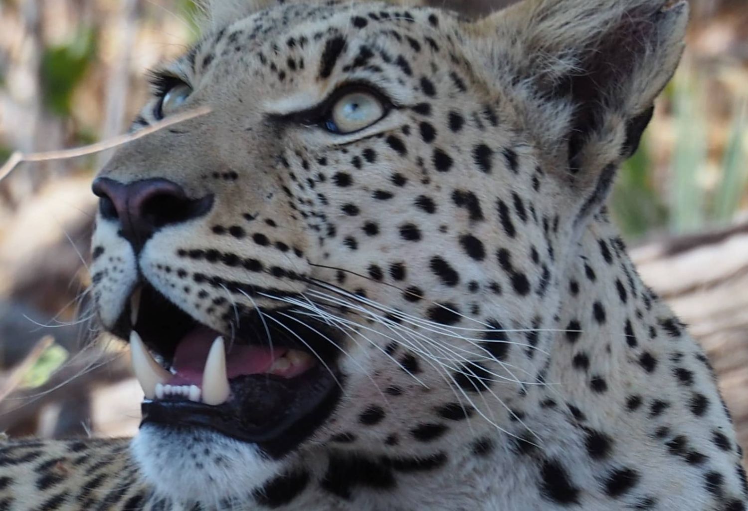 leopardo sud africa (3)