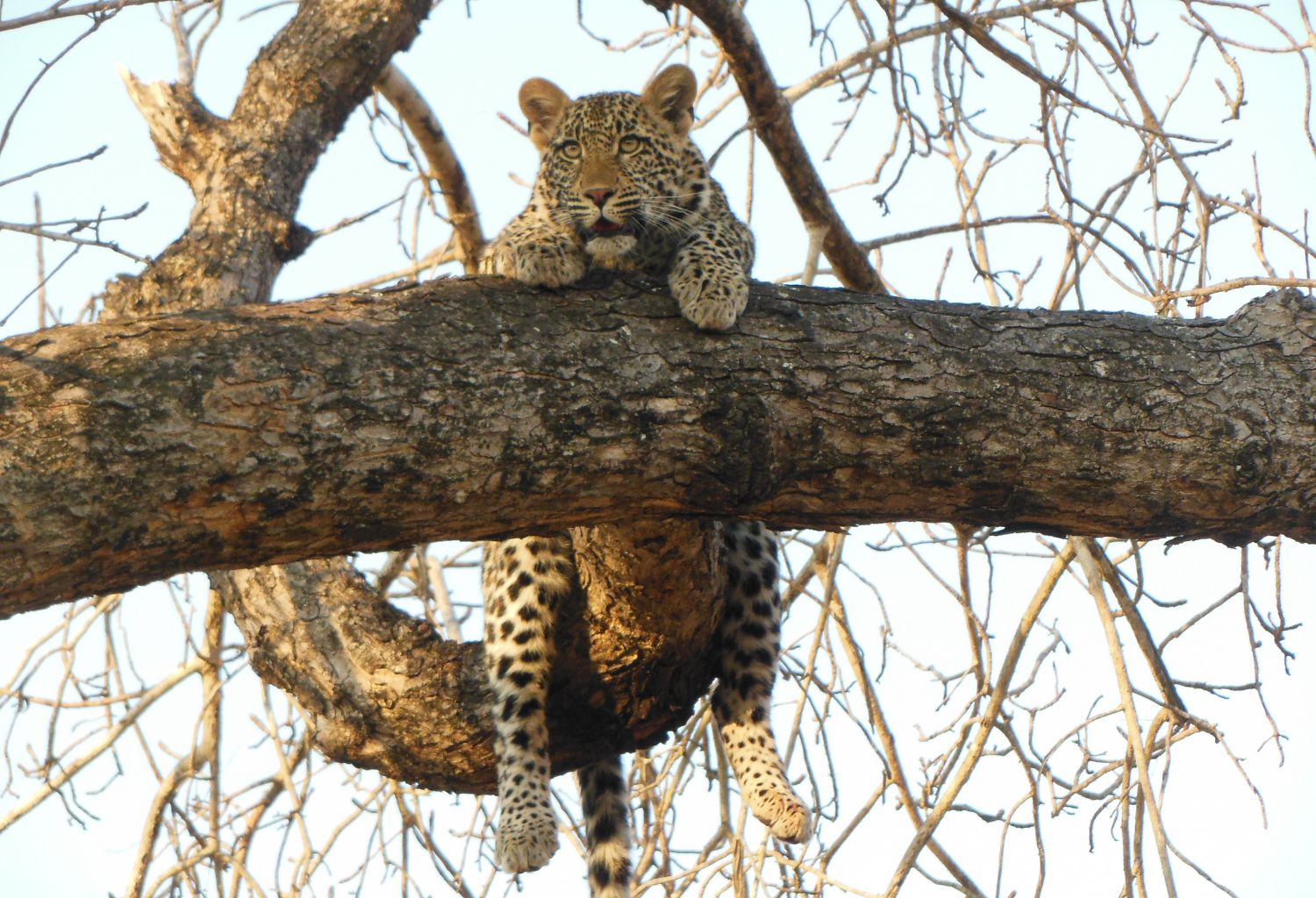leopardo sud africa